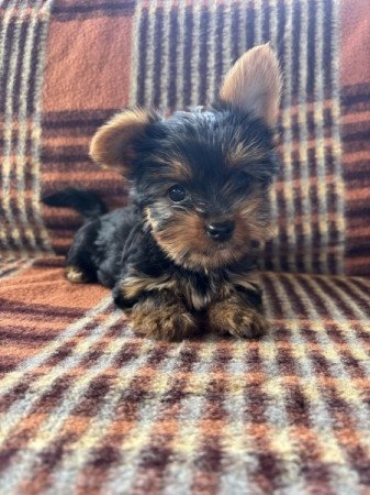 Yorkshire terrier