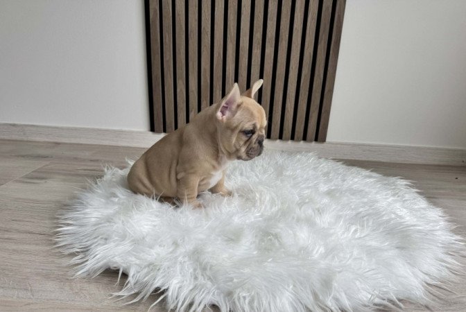 Francia Bulldog