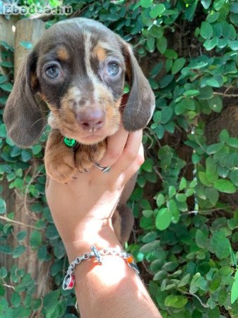 Dachshund Puppies For Adoption Or Sale