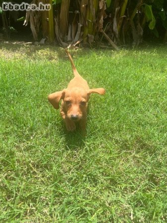 Dachshund Puppies For Adoption Or Sale