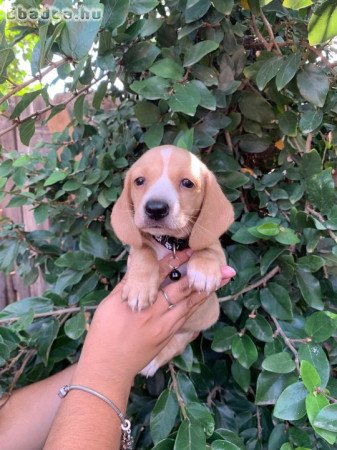 Dachshund Puppies For Adoption Or Sale