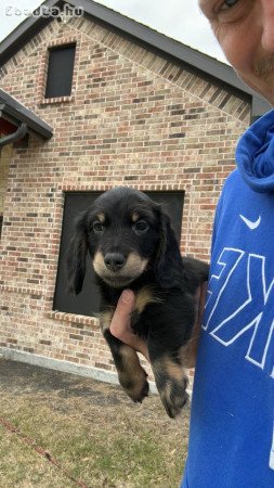 Mini Dachshunds For Adoption Or Sale