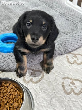 Mini Dachshunds For Adoption Or Sale