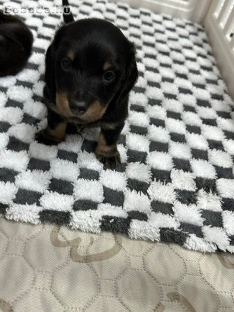 Mini Dachshunds For Adoption Or Sale