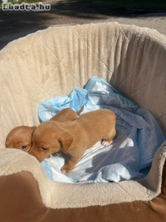 Dachshunds For Adoption