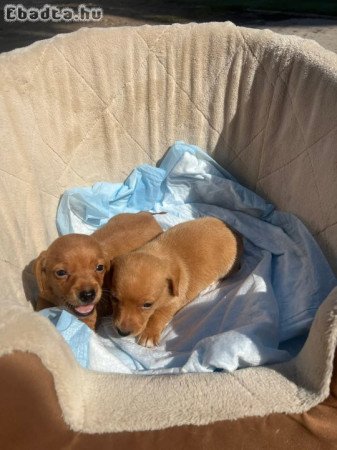 Dachshunds For Adoption