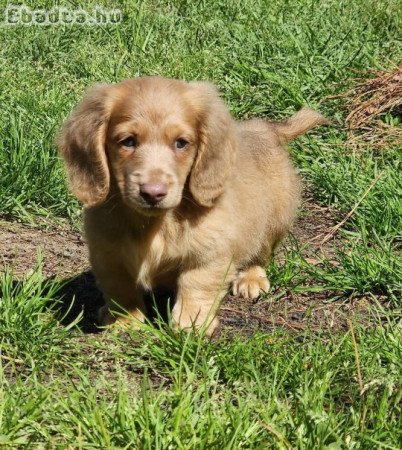 Dachshunds For Adoption