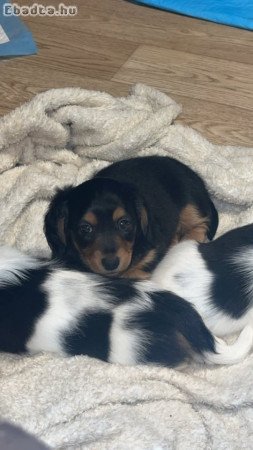 Dachshunds For Sale