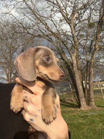 Dachshunds For Sale