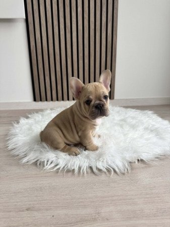 Francia Bulldog