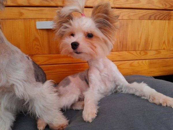 Biewer Yorkshire terrier