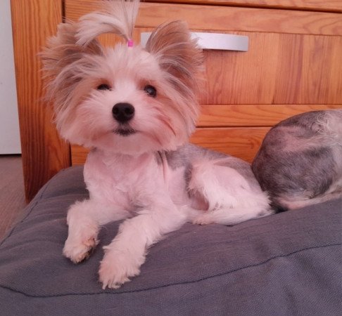 Biewer Yorkshire terrier