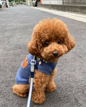 Registered pure breed poodle puppies for sale