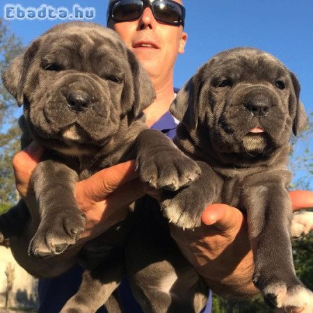 Cane corso for sale blue and black with ped