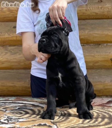 Cane corso for sale blue and black with ped