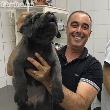 Cane corso for sale blue and black with ped