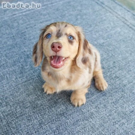 Longhair dachshund puppies for sale