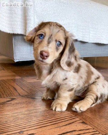 Longhair dachshund puppies for sale