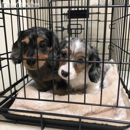Longhair dachshund puppies for sale