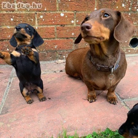 Dachshund rehoming or adoption