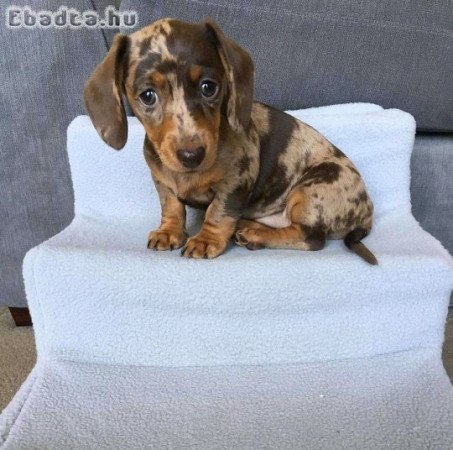 Dachshund rehoming or adoption