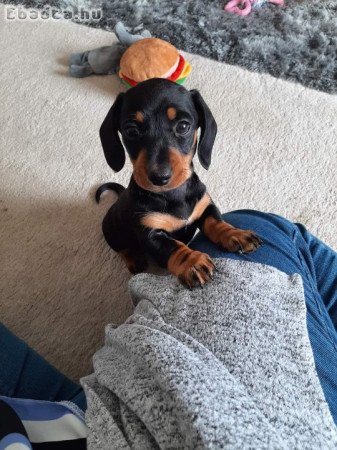 Dachshund rehoming or adoption