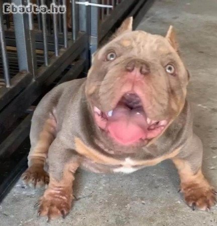 American Bulldogs for sale with pedigree