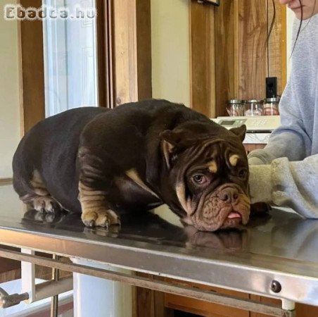 American Bulldogs for sale with pedigree