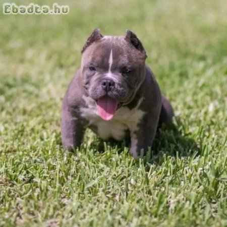 American Bulldogs for sale with pedigree