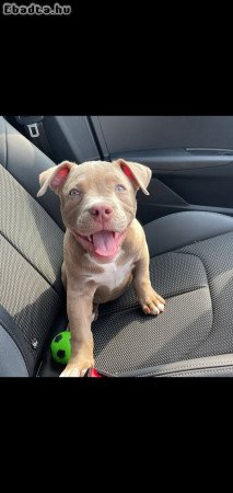 American Bulldogs for sale with pedigree