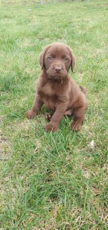 Labrador
