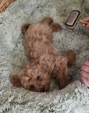 Maltipoo