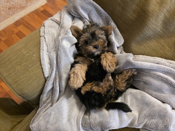 Yorkshire terrier