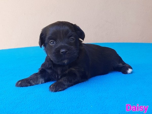 Bichon Havanese