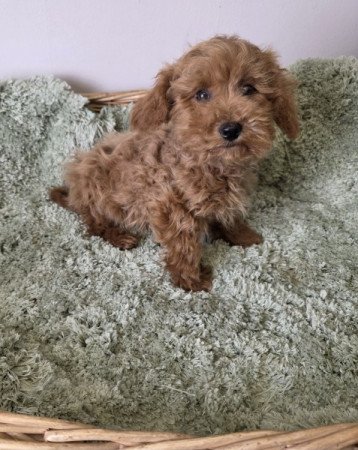 Maltipoo