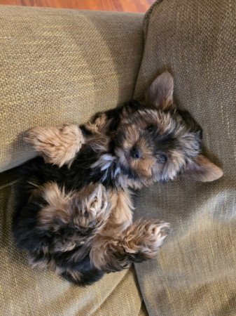 Yorkshire terrier
