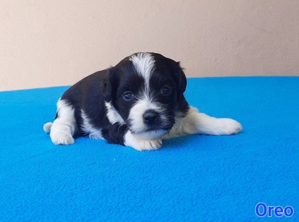 Bichon Havanese