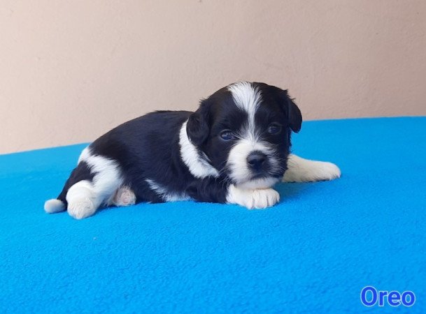 Bichon Havanese