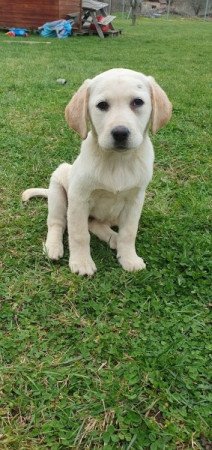 Labrador