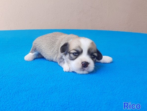 Bichon Havanese