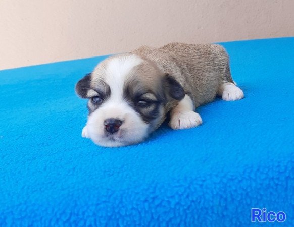 Bichon Havanese