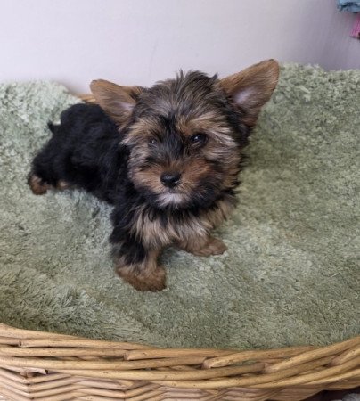 Yorkshire terrier