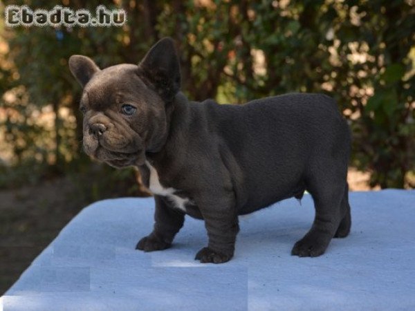 Csodálatos francia bulldog kölykeink vannak