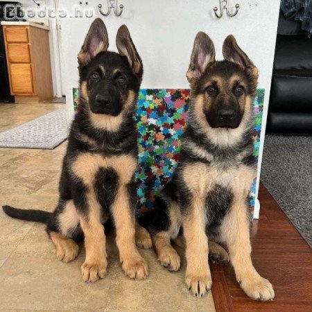 Németjuhász kölykeink vannak