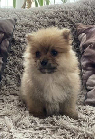 Pomerániai Törpe Spitz