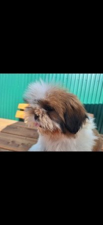 Shih-tzu