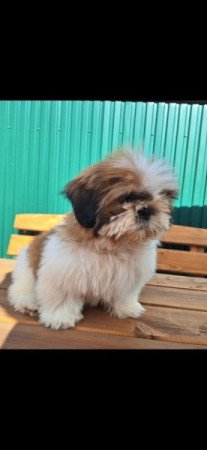 Shih-tzu