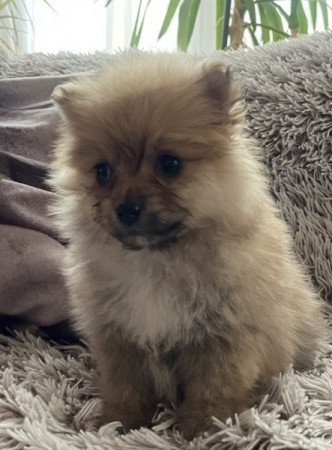 Pomerániai Törpe Spitz