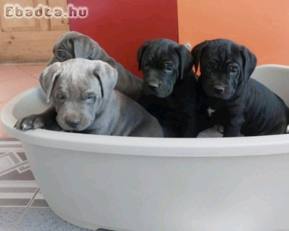 Cane Corso kölykök eladók – Böhönye (Somogy megye)
