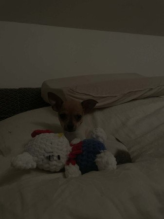 3hónapos szuka csivava baba eladó